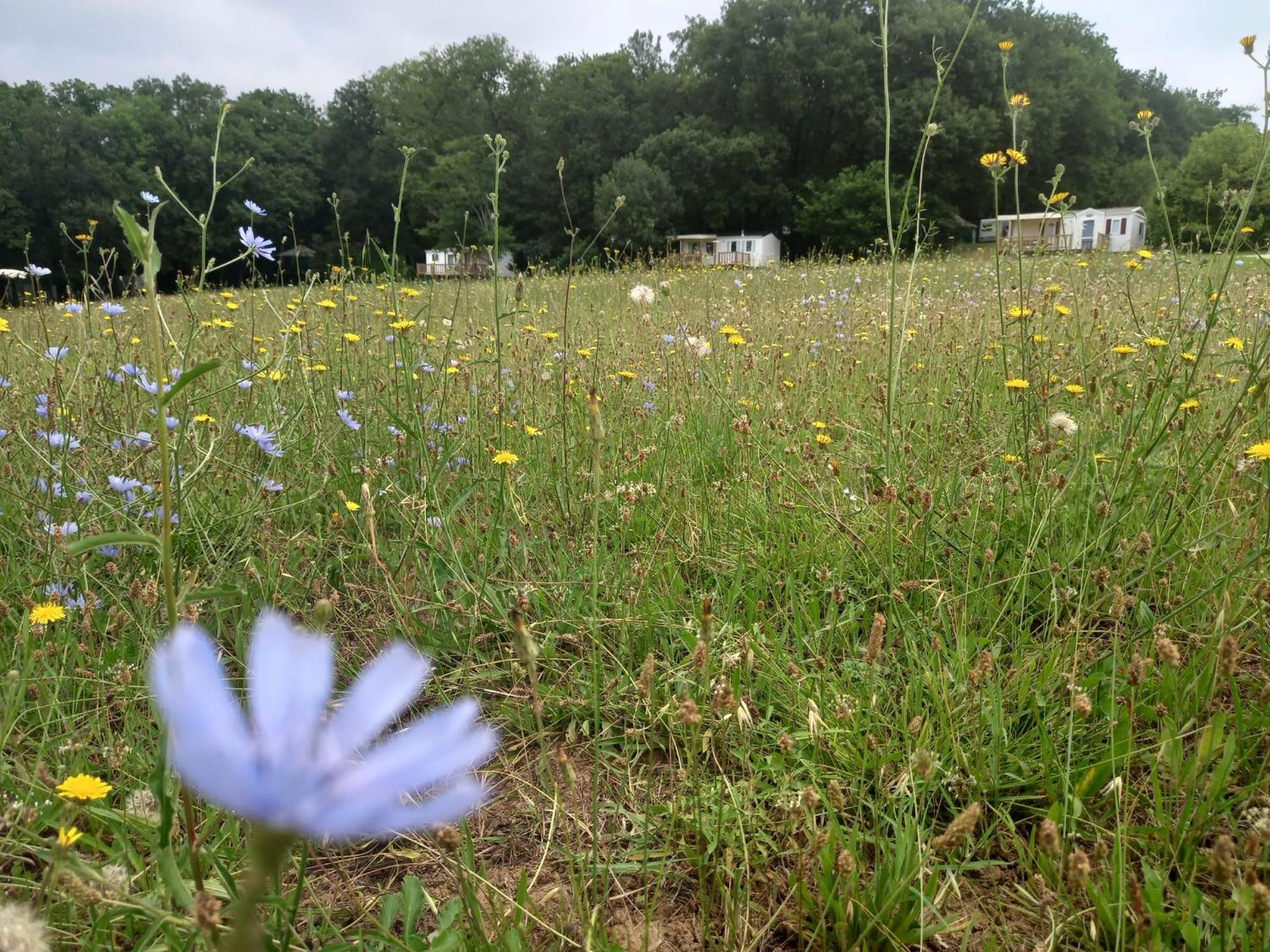 Camping Nature Le Valenty Mobil-Home-Dordogne Panoramique Clim Piscine Soturac Exterior foto